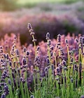 Lavendel Angebote bei Garten-Center Nordharz GmbH & Co. KG Hannover für 4,99 €