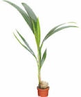 Kokos Palme im Angebot bei Netto Marken-Discount in Wuppertal Kokos Palme Angebote bei Netto Marken-Discount Wuppertal für 12,99 €