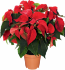 Weihnachtsstern Busch Angebote bei Netto Marken-Discount Goslar für 5,99 €