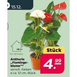 Anthurie 'Flamingoblume'