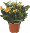 Kalanchoe - GARDENLINE dans le catalogue Aldi