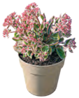 XXL Sedum für 5,99 € bei Netto mit dem Scottie im Angebot XXL Sedum im aktuellen Netto mit dem Scottie Prospekt
