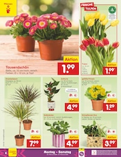 Ähnliche Weihnachtsstern Angebote im Prospekt "Aktuelle Angebote" von Netto Marken-Discount in Hamm Ähnliche Angebote wie Weihnachtsstern im Prospekt "Aktuelle Angebote" auf Seite 6 von Netto Marken-Discount in Hamm