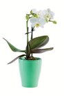 Mini-Phalaenopsis in Keramik im Angebot bei Lidl in Koblenz Mini-Phalaenopsis in Keramik Angebote bei Lidl Koblenz für 3,99 €