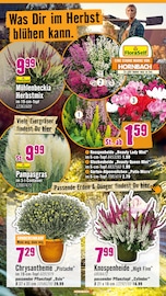 Blumentopf im Hornbach Prospekt in Kempen Aktueller Hornbach Prospekt mit Blumentopf, "Dir ist vieles Latte. Nur nicht Dein Garten.", Seite 14