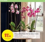 Phalaenopsis pot 12 cm 3 tiges dans le catalogue Intermarché