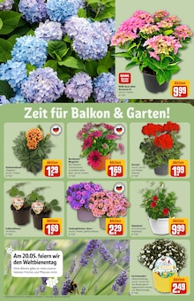Blumen im aktuellen REWE Prospekt (Braunschweig) Blumen im REWE Prospekt "Dein Markt" mit 42 Seiten (Braunschweig)