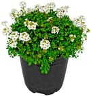 Aktuelle Pflanzen Angebote bei Penny in Bergisch Gladbach Aktuelles Staude Angebot bei Penny in Bergisch Gladbach ab 1,49 €