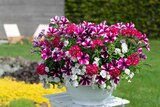 Potée fleurie type anglaise - Jardiland Potée fleurie type anglaise à 14,99 € dans le catalogue Jardiland