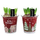 Jacinthes à 5,99 € dans le catalogue Carrefour