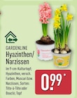 Hyazinthen von Gardenline für 0,99 € bei ALDI Nord im Angebot Hyazinthen von Gardenline im aktuellen ALDI Nord Prospekt
