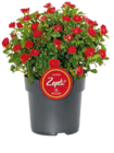 Hagebaumarkt Wörth - Rose 'Zepeti' Angebot im Prospekt Rose 'Zepeti' bei Hagebaumarkt im Wörth Prospekt für 12,99 €