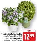 E center Bad Sobernheim - Hortensien Sondersorten Angebot im Prospekt Hortensien Sondersorten bei E center im Bad Sobernheim Prospekt für 12,99 €