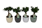 Ficus ginseng à Carrefour dans Magnieu Ficus ginseng à Carrefour dans Magnieu