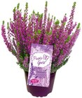 Besenheide im Angebot bei REWE in Hamm Besenheide Angebote von Garden Girls bei REWE Hamm für 1,99 €