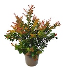 Lilas des Indes - Truffaut Lilas des Indes à 69,99 € dans le catalogue Truffaut