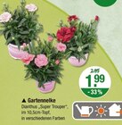 Gartennelke Dianthus "Super Trouper" im aktuellen V-Markt Prospekt