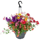 Truffaut Touques - Promo Suspension de pétunia retombant ou de plantes annuelles en mélange Promo Suspension de pétunia retombant ou de plantes annuelles en mélange à 14,99 € dans le catalogue Truffaut à Touques