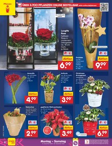 Orchidee im aktuellen Netto Marken-Discount Prospekt (Nürnberg) Orchidee im Netto Marken-Discount Prospekt "Aktuelle Angebote" mit 64 Seiten (Nürnberg)
