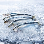 Sardine de Bretagne - Intermarché Super à Le Mans Sardine de Bretagne en promo chez Intermarché Super Le Mans à 3,39 €