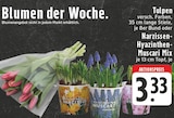 Blumen der Woche Angebote von Tulpen oder Narzissen-Hyazinthen-Muscari Mix bei EDEKA Düren für 3,33 €