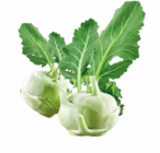 Kohlrabi im Angebot bei Netto Marken-Discount in Magdeburg Kohlrabi Angebote bei Netto Marken-Discount Magdeburg für 0,59 €