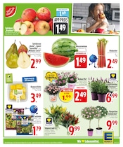 Pflanzen im EDEKA Prospekt in Straubing Aktueller EDEKA Prospekt mit Pflanzen, "Wir lieben Lebensmittel.", Seite 5