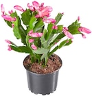 Aktuelle Pflanzen Angebote bei Penny in Magdeburg Aktuelles Weihnachtskaktus Angebot bei Penny in Magdeburg ab 1,99 €