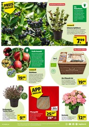 Obstbaum im Hagebaumarkt Prospekt in Aurich Aktueller Hagebaumarkt Prospekt mit Obstbaum, "VERSCHÖNERE MIT UNS DEINEN GARTEN", Seite 5