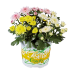 Chrysanthème multifleurs en promo chez Lidl Villejuif à 1,49 €