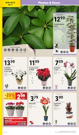 Plante Verte Angebote im Prospekt "Des fêtes magiques à prix LIDL" von Lidl auf Seite 4