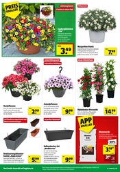 Blumenerde im Hagebaumarkt Prospekt in Oberhausen Aktueller Hagebaumarkt Prospekt mit Blumenerde, "So günstig geht das!", Seite 2