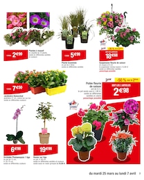 Offre Orchidée dans le catalogue Carrefour du moment à la page 3