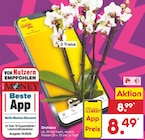Orchidee im Angebot bei Netto Marken-Discount in Erfurt Orchidee Angebote bei Netto Marken-Discount Erfurt für 8,49 €
