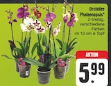Orchidee Phalaenopsis im Angebot bei EDEKA in Fürth Orchidee Phalaenopsis Angebote bei EDEKA Fürth für 5,99 €
