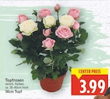 Topfrosen für 3,99 € bei E center im Angebot Topfrosen im aktuellen E center Prospekt