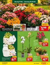 Ähnliche Obstbaum Angebote im Prospekt "Aktuelle Angebote" von Netto Marken-Discount in Bruchsal Ähnliche Angebote wie Obstbaum im Prospekt "Aktuelle Angebote" auf Seite 11 von Netto Marken-Discount in Bruchsal