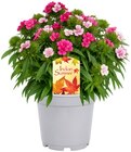 Indian Summer Mix im Angebot bei REWE in Kamp-Lintfort Indian Summer Mix Angebote bei REWE Kamp-Lintfort für 3,99 €