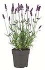 Lavendel angustifolia Angebote bei Lidl Mainz für 2,49 €