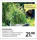 Gartenbambus Angebote bei BayWa Bau- und Gartenmärkte Reutlingen für 21,99 €