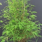 Pot de bambou fargesia angustissima 5 L - BOTANIC® - Botanic à Nanterre Pot de bambou fargesia angustissima 5 L - BOTANIC® en promo chez Botanic Nanterre à 29,99 €