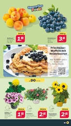 Blaubeeren Angebot & Preis im aktuellen Netto mit dem Scottie Prospekt Blaubeeren Angebot im aktuellen Netto mit dem Scottie Prospekt auf Seite 4