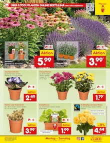 Pflanzen im aktuellen Netto Marken-Discount Prospekt (Freiburg (Breisgau)) Pflanzen im Netto Marken-Discount Prospekt "Aktuelle Angebote" mit 73 Seiten (Freiburg (Breisgau))