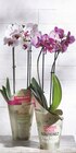 Phalaenopsis 2 tiges  Pot 12 cm en promo chez Intermarché Courbevoie à 12,99 €