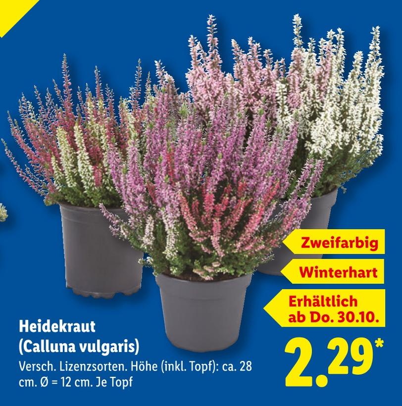 Heidekraut (Calluna vulgaris)