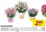 Gartennelken Angebot in Dedeleben Gartennelken im aktuellen Prospekt bei toom Baumarkt in Dedeleben