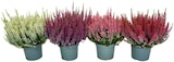 Calluna Beauty Ladie rot im Angebot bei REWE in Garbsen Calluna Beauty Ladie rot Angebote bei REWE Garbsen für 5,49 €