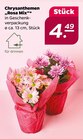 Chrysanthemen "Rosa Mix" Angebote bei Netto mit dem Scottie Potsdam für 4,49 €