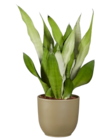 Sansévéria XXL en promo chez Lidl Le Mans à 12,99 €