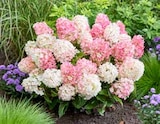 Rispenhortensie „Living Creations“ von Grow by OBI für 24,99 € bei OBI im Angebot Rispenhortensie „Living Creations“ von Grow by OBI im aktuellen OBI Prospekt